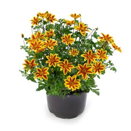 ampelskra-blazing-star-105cm-kruka-1