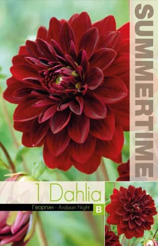 dekorativ-dahlia-arabian-night-1st-1
