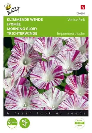 blomman-fr-dagen-venice-pink-1