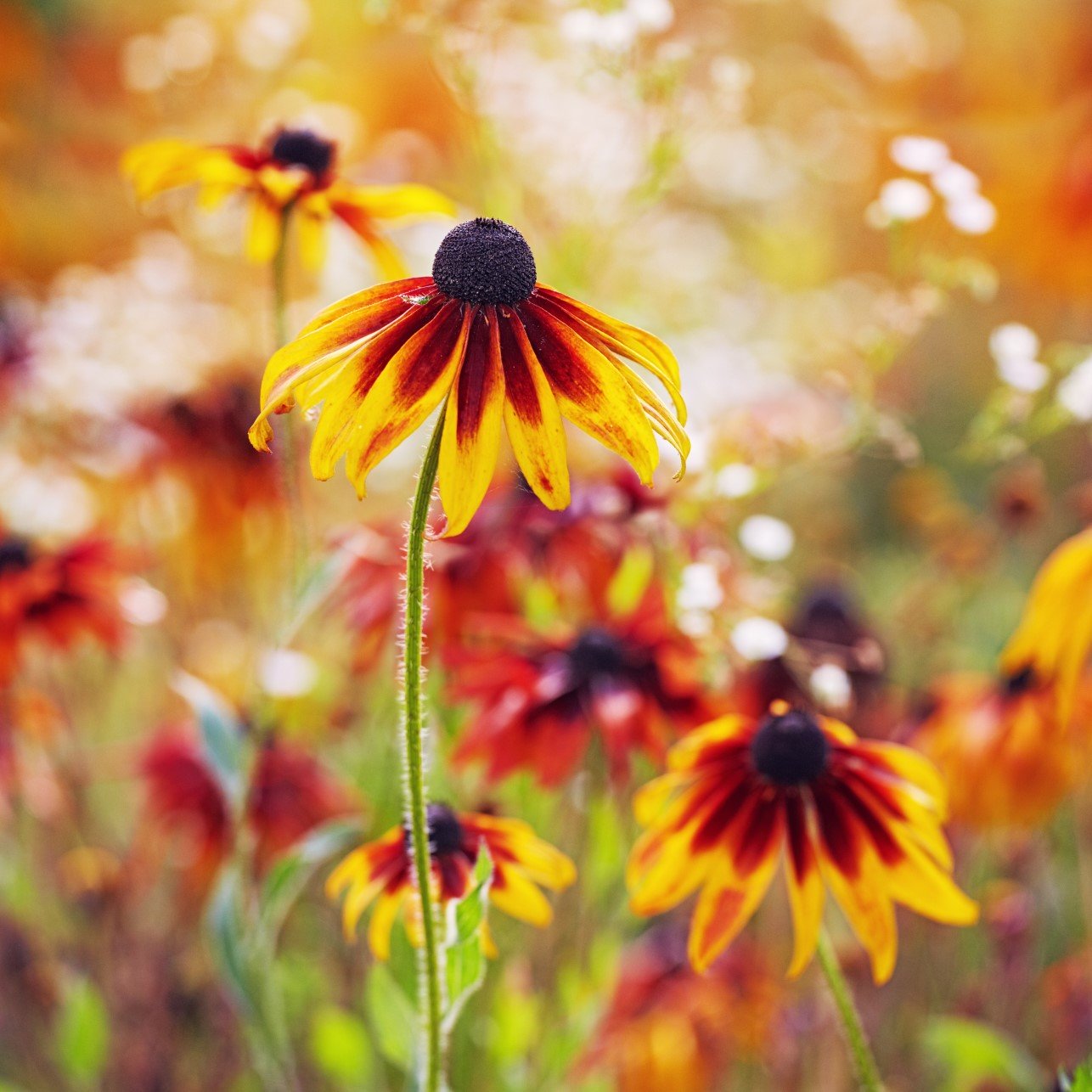 Trefliksrudbeckia ’Prairie Glow’ 9cm kruka