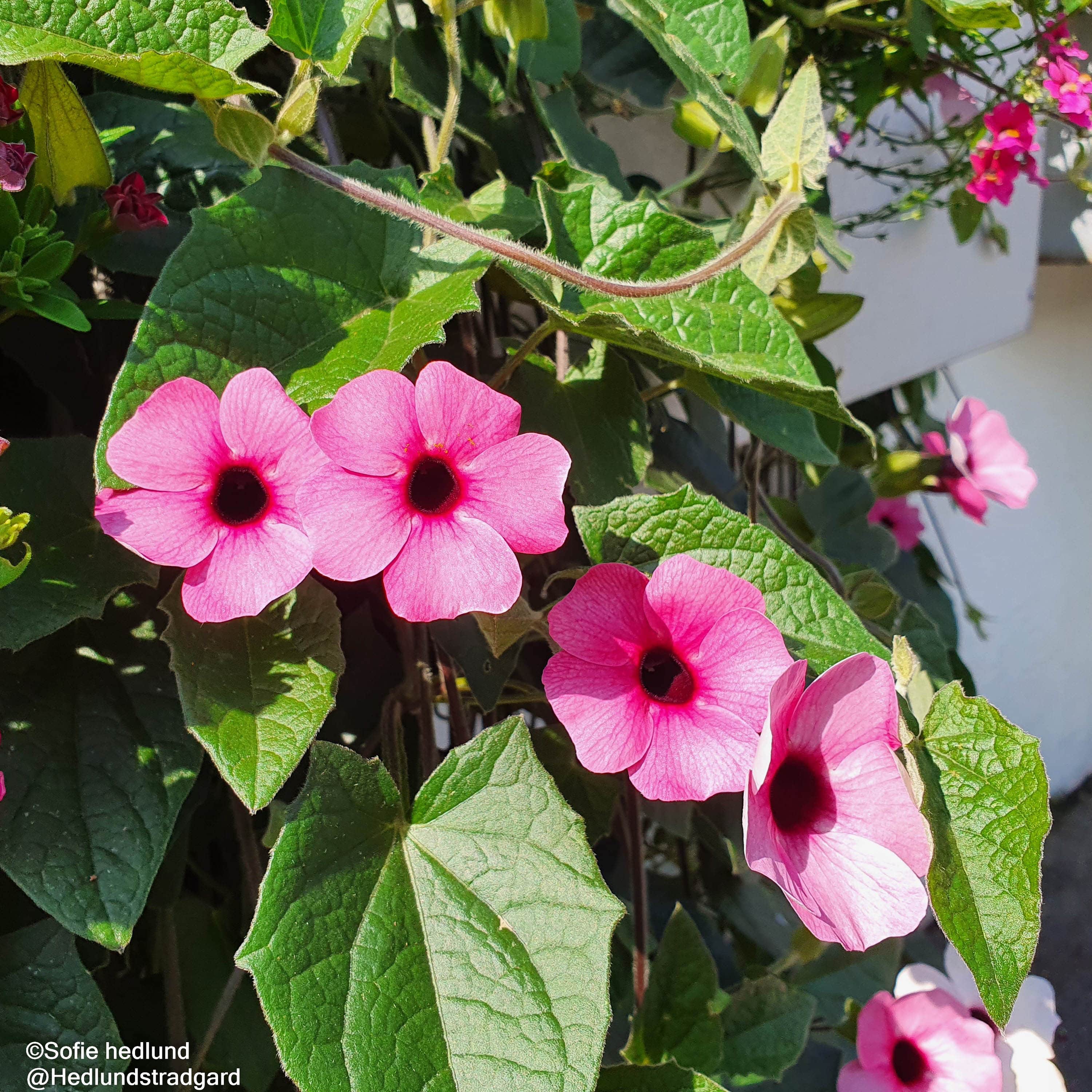 svartga-rose-sensation---3-plantor-1