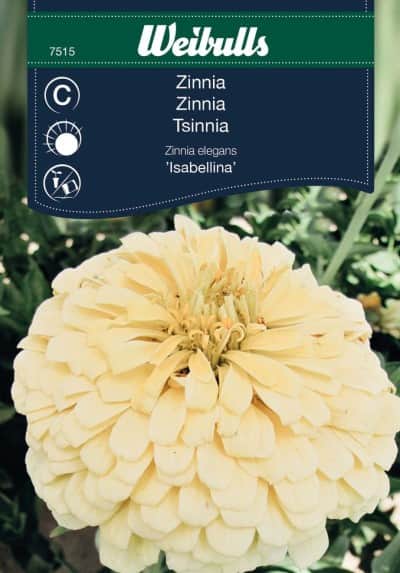 zinnia-isabellina-1