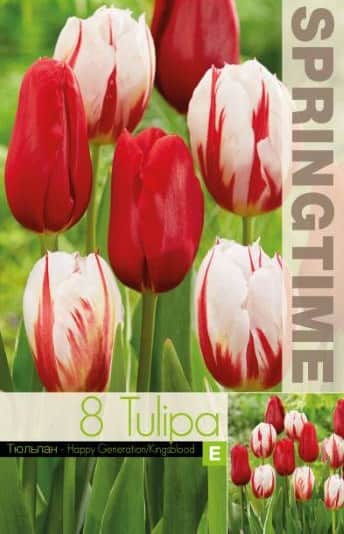 tulpanmix-happy-generation-kingsblood-8st-2