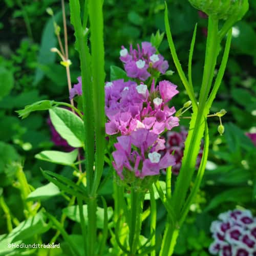 blrisp-everlast-deep-rose-105cm-kruka-1