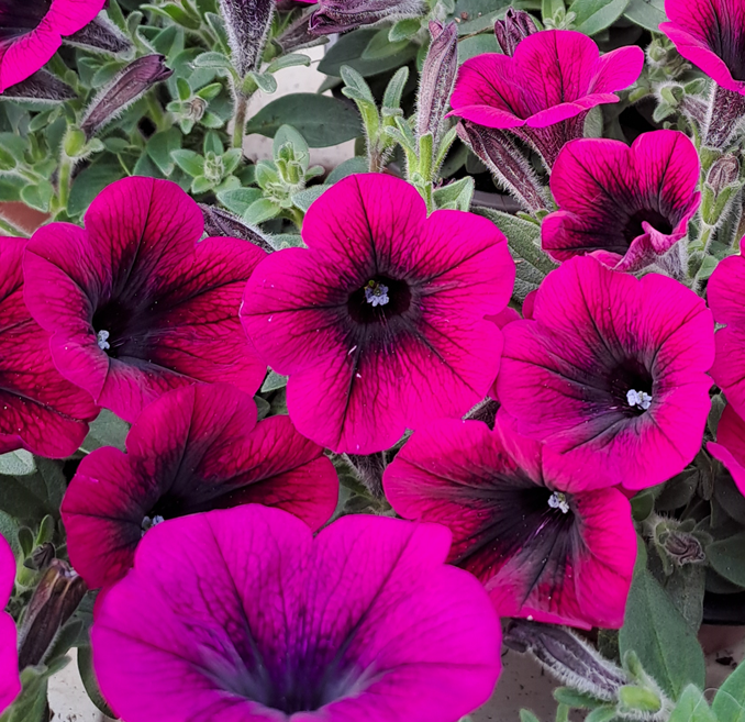 petunia-famous-electric-purple-11cm-kruka-1