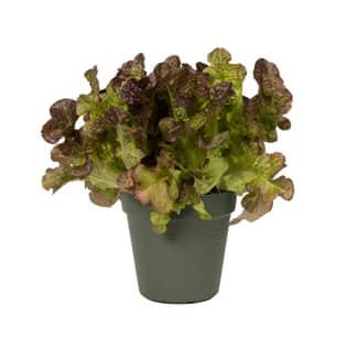 green-basics-growpot-dia-21-cm-leaf-green-2