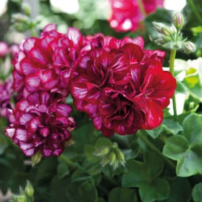 hngpelargon-atlantic-burgundy-glaze-3st-stick-1