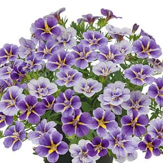 minipetunia-unique-wisteria-star---3-plantor-2