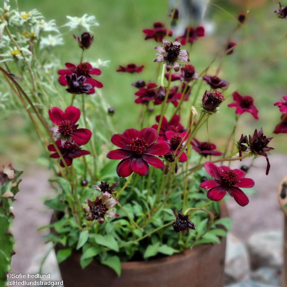 Chokladblomma 1st