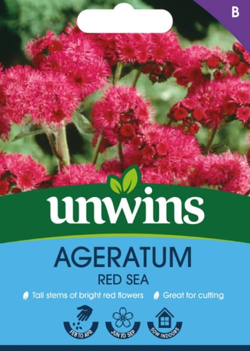 ageratum-red-sea-1