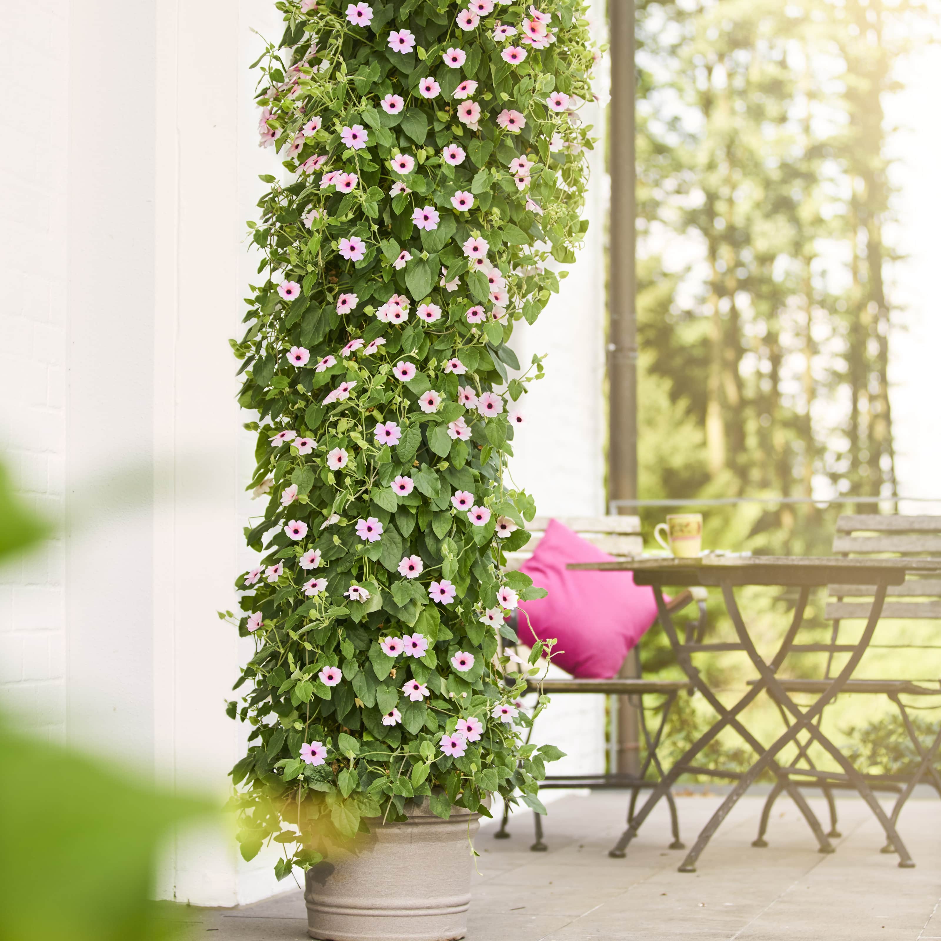 svartga-rose-sensation---3-plantor-2