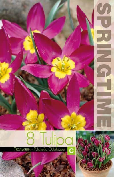 botanisk-tulpan-pulchella-odalisque-8st-1