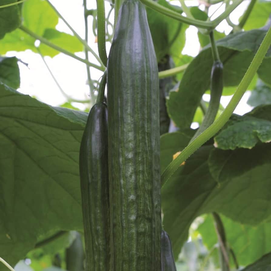 vxthusgurka-galaxy-f1-1