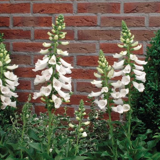 Fingerborgsblomma ’Dalmatian White’ 10,5cm kruka