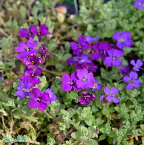 aubrieta-just-spring-blue-12cm-kruka-1