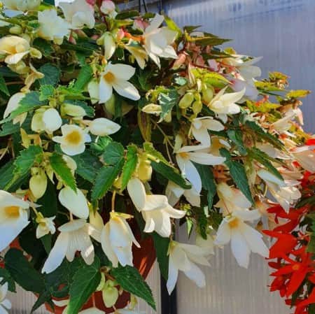 boliviabegonia-groovy-white-105cm-kruka-1