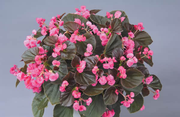 Köp Begonia 'Doublet Rose' - 3 plantor hos din trädgårdsmäs 