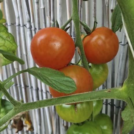 krsbrstomat-sakura-105cm-kruka-1