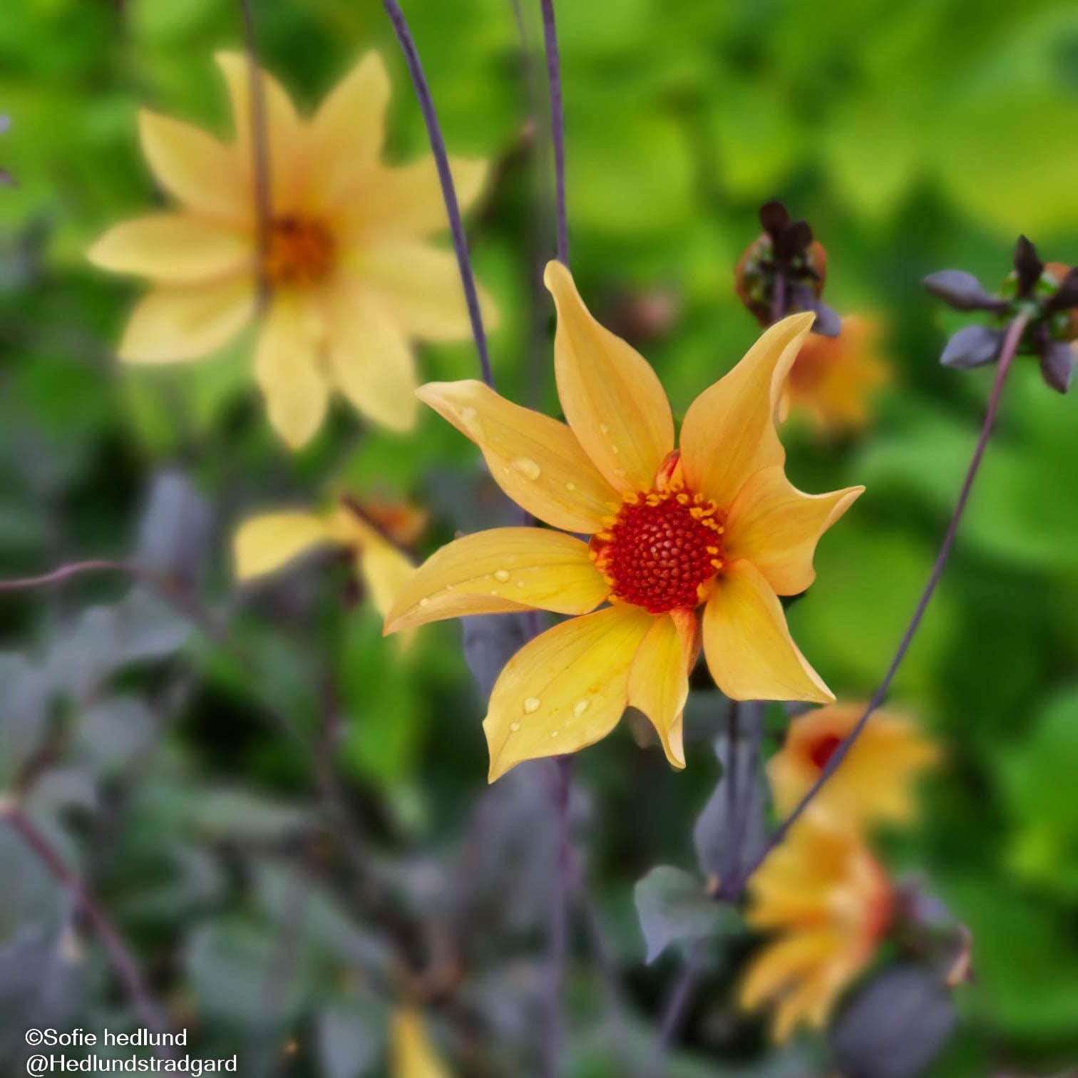 sommardahlia-mystic-illusion-105-cm-kruka-1