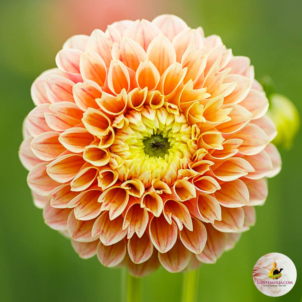 boll-dahlia-sweet-suzanne-1st-1