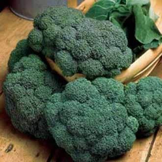 broccoli-3-plantor-1