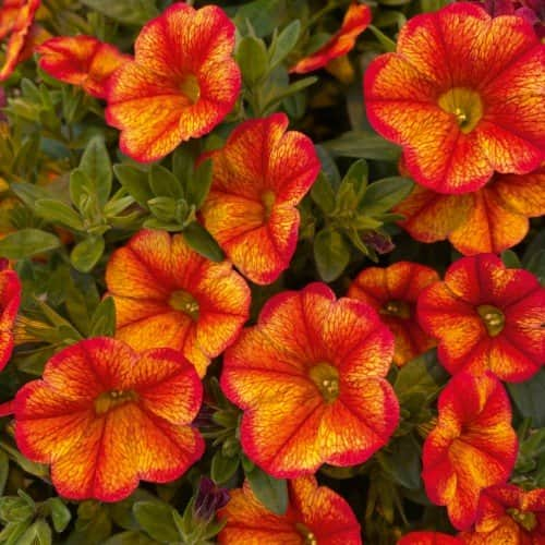 minipetunia-uno-bakari-105cm-kruka-1