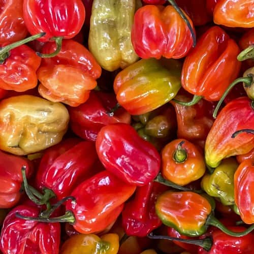 chilipeppar-scotch-bonnet-1