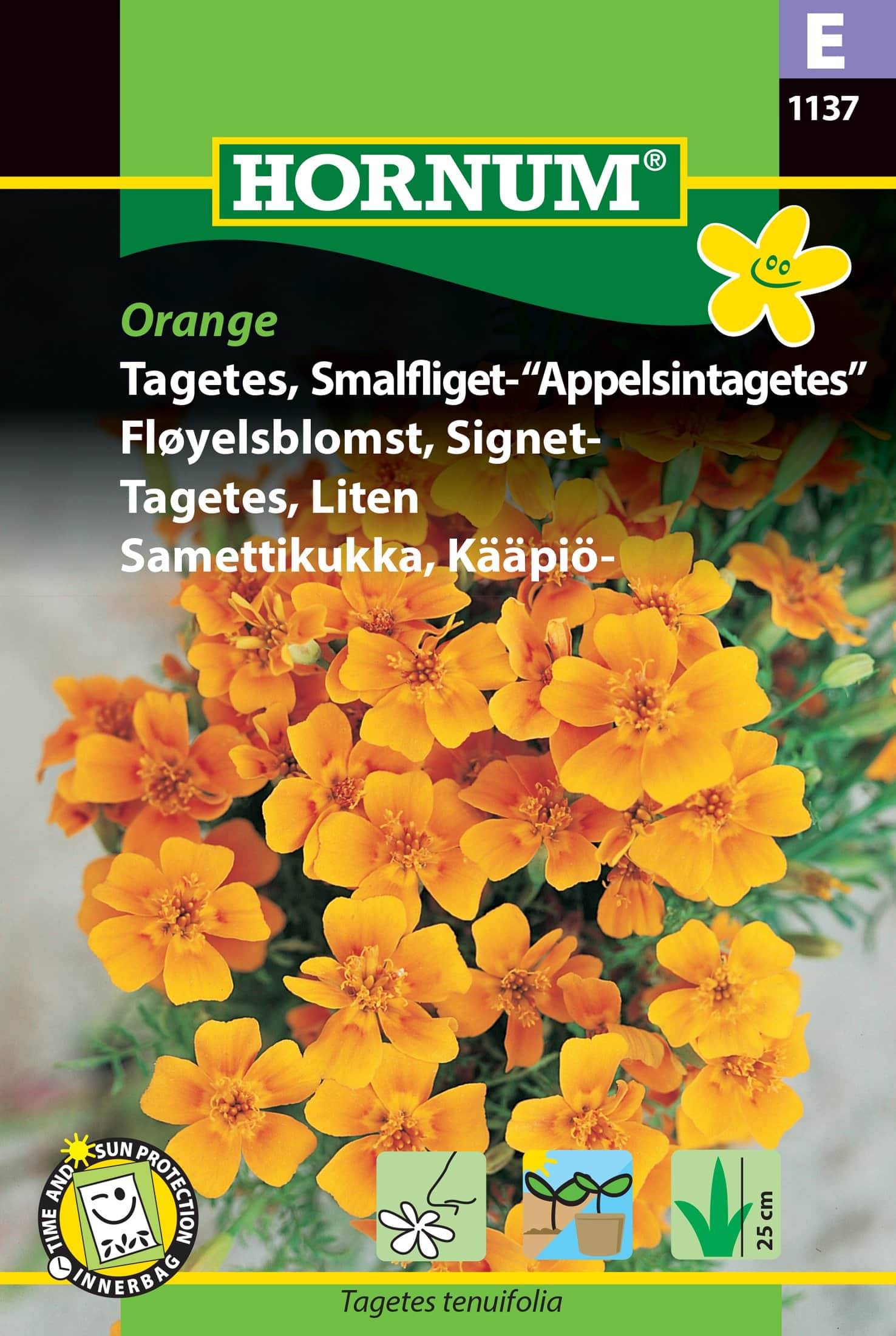 tagetes-liten-apelsintagetes-fr-1