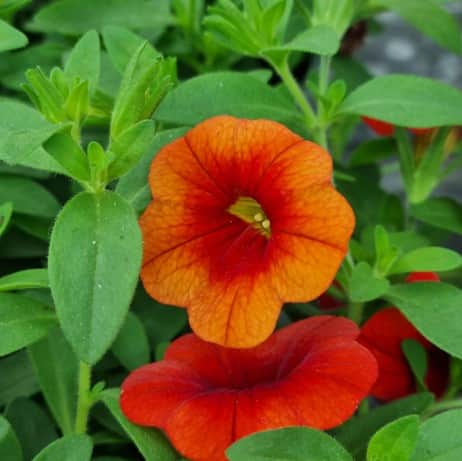 minipetunia-minifamous-redorange-105cm-kruka-1