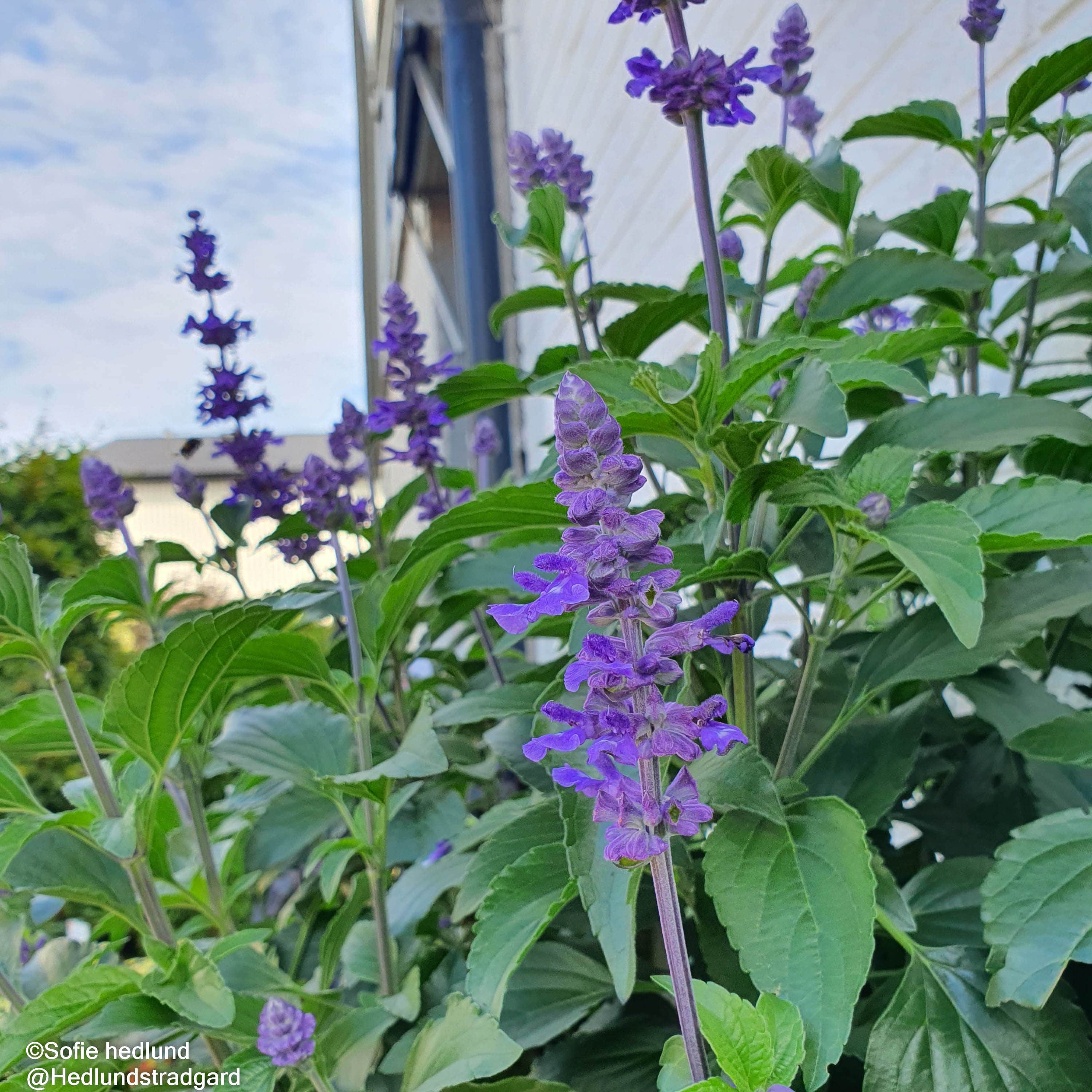 salvia-mystic-spires-105cm-kruka-1