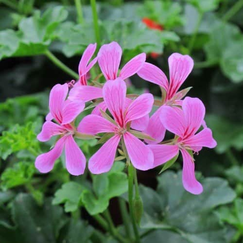 kaskadpelargon-ville-de-paris-lilac-12cm-kruk-1