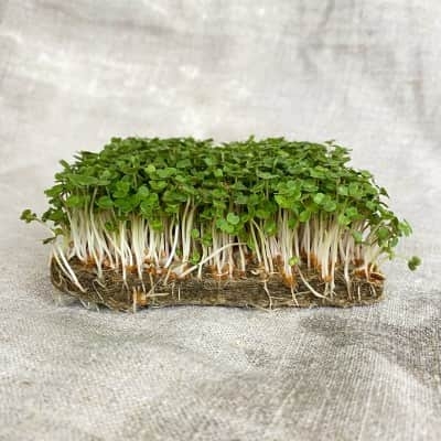 sproutly-linfibermatta-fr-microgreens-10p-2