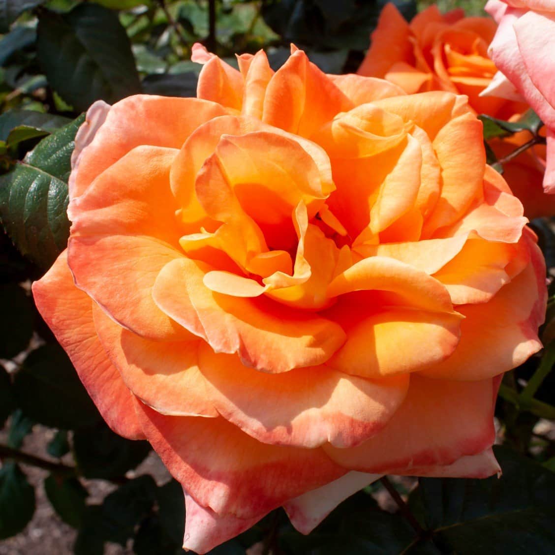 tehybridros-flora-danica-10-pack-barrot-2