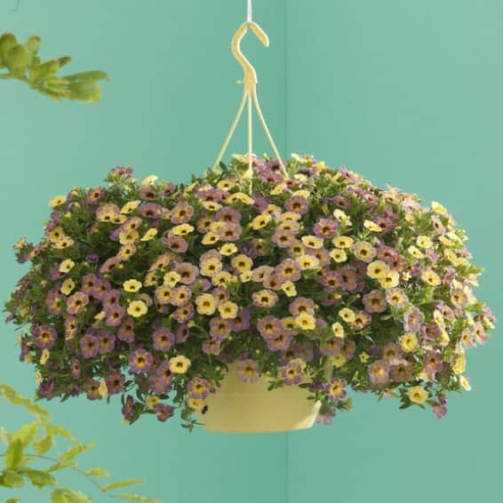 minipetunia-chameleon-blueberry-scone-3---pla-1