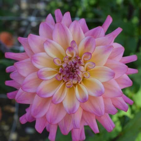 boll-dahlia-el-paso-1st-1