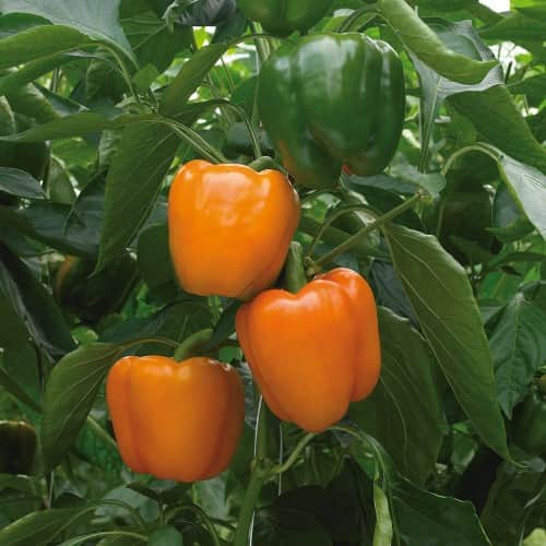 paprika-delirio-f1-fr-1
