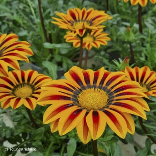 pfgelsblomster-daybreak-red-stripe-105cm-kruk-1