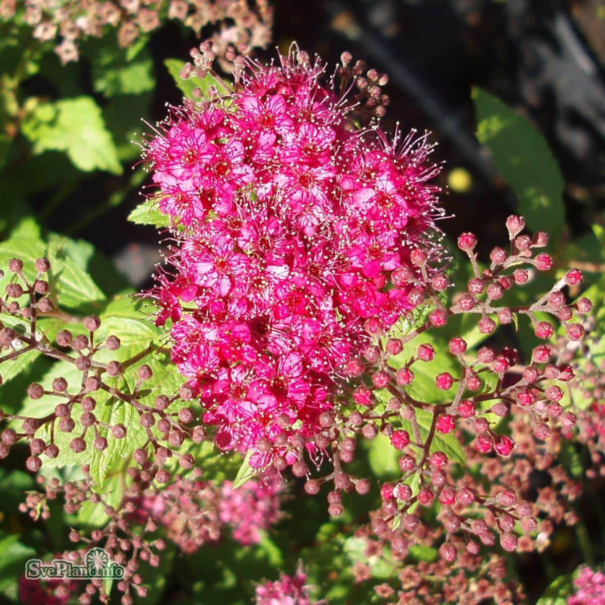 rosenspirea-anthony-waterer-100-p-barrotad-15-4