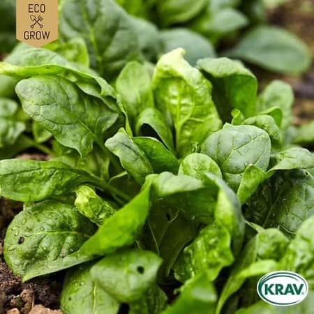 spenat-winterreuzen-krav-mrkt-1