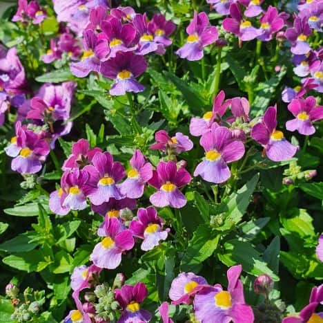 nemesia-mulberry-105cm-kruka-1