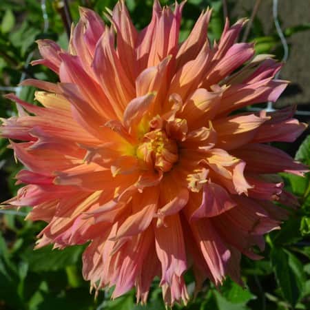 fransad-dahlia-omega-1st-1