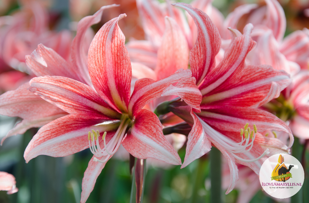 amaryllis-sweet-lilian-1st-2