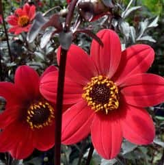 sommardahlia-dark-red-12cm-kruka-1