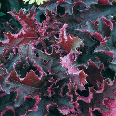 alunrot-purple-petticoats-12cm-kruka-2