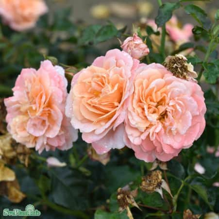 floribundaros-kalmar-10-pack-barrot-1