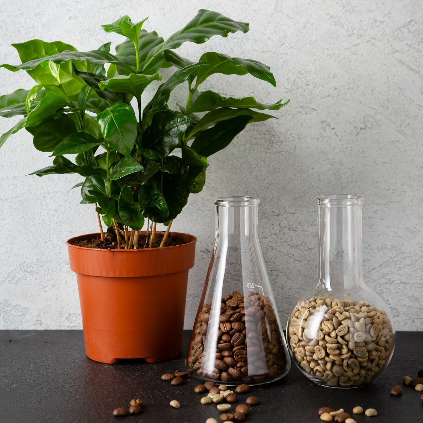 Arabisk kaffeplanta 12cm kruka