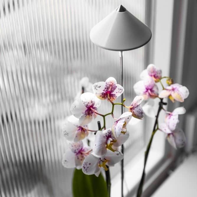 sunlite-orchid-vxtlampa-vit---10w-1