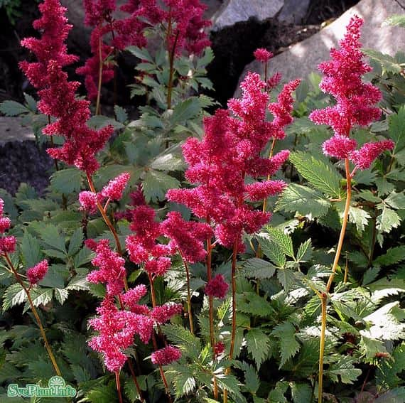 astilbe-fanal-11cm-kruka-1