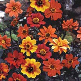 sommardahlia-bishops-children-3