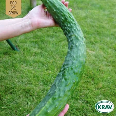 slanggurka-sooyow-nishiki-krav-mrkt-1